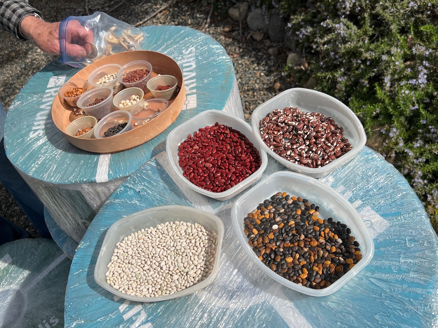 Rio Del Rey Heirloom Farms featuring heirloom beans like Southwest Gold, Tiger Eye, and Tepary being sorted