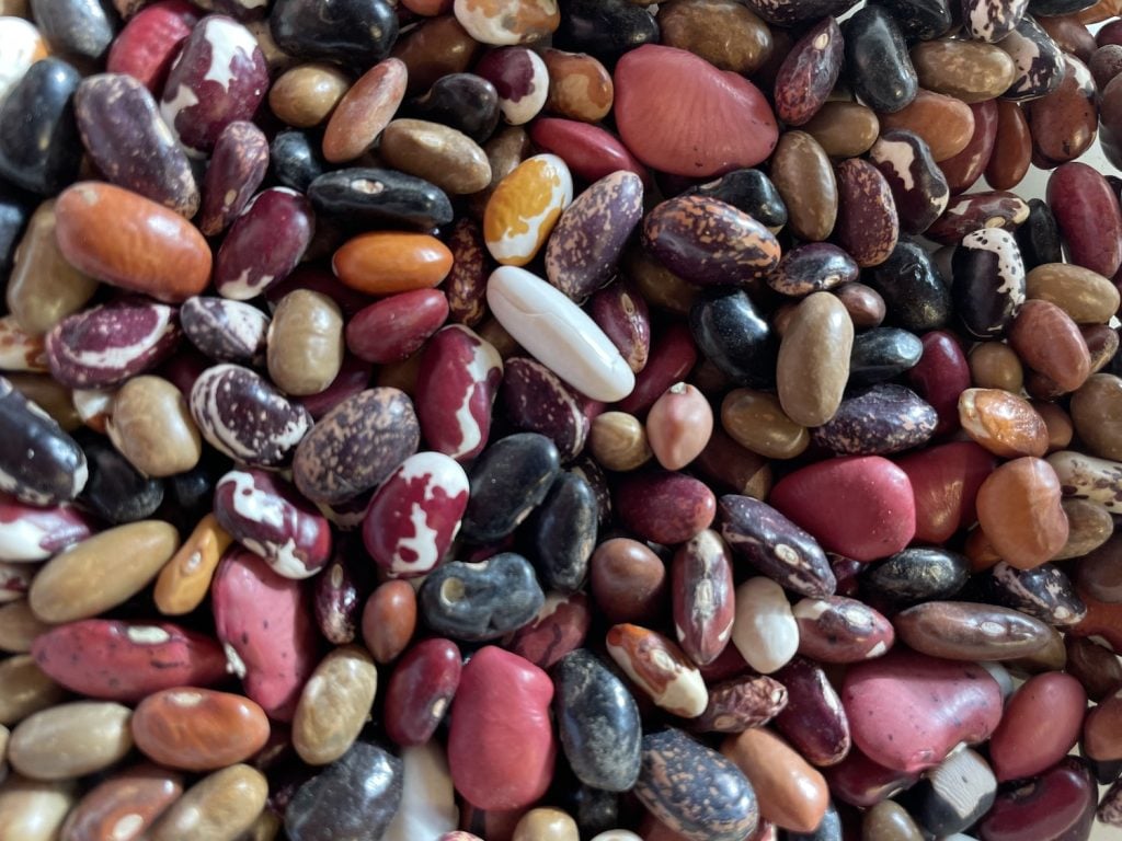 The San Diego Farmer Quietly Reviving Ancient Heirloom Beans
