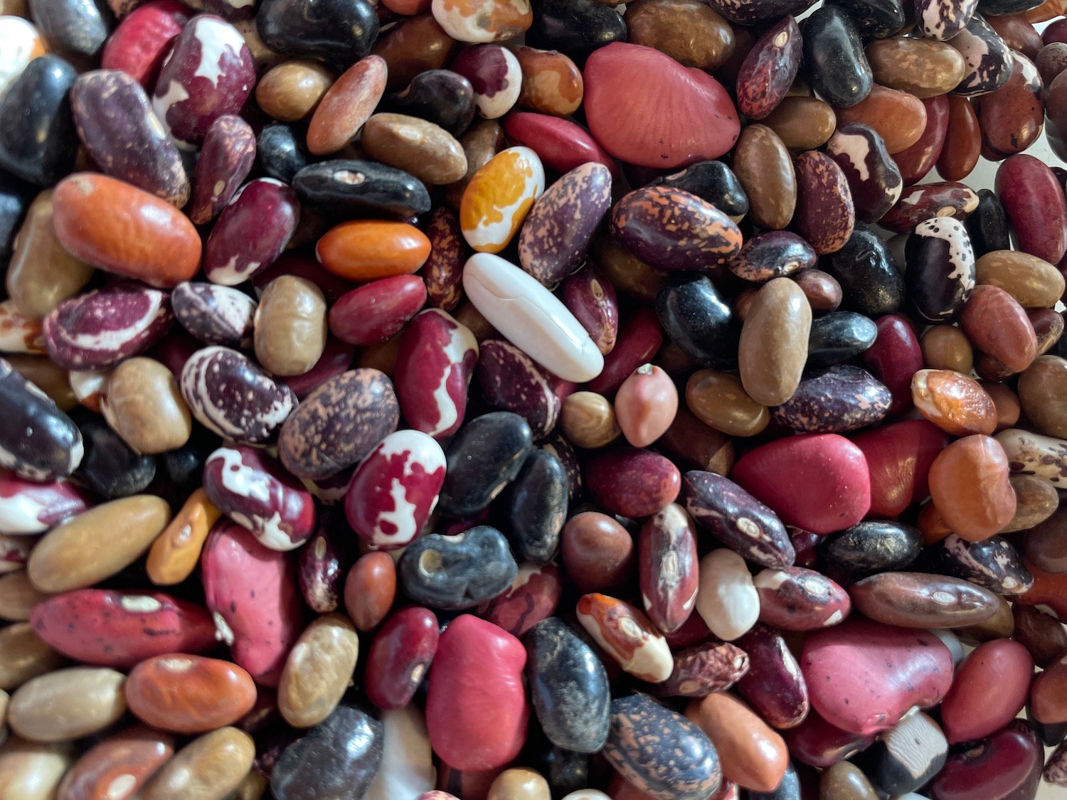 San Diego farm Rio Del Rey Heirloom Farms reviving heirloom beans from the past