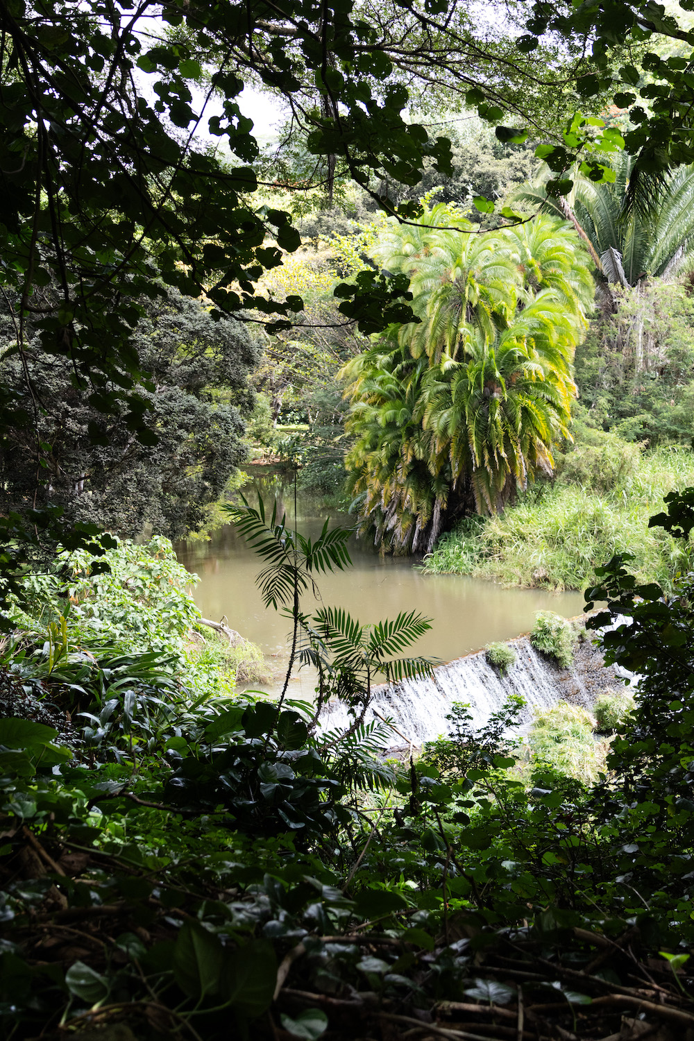A waterfall in Kauai surrounded by native Hawaiian plants and trees