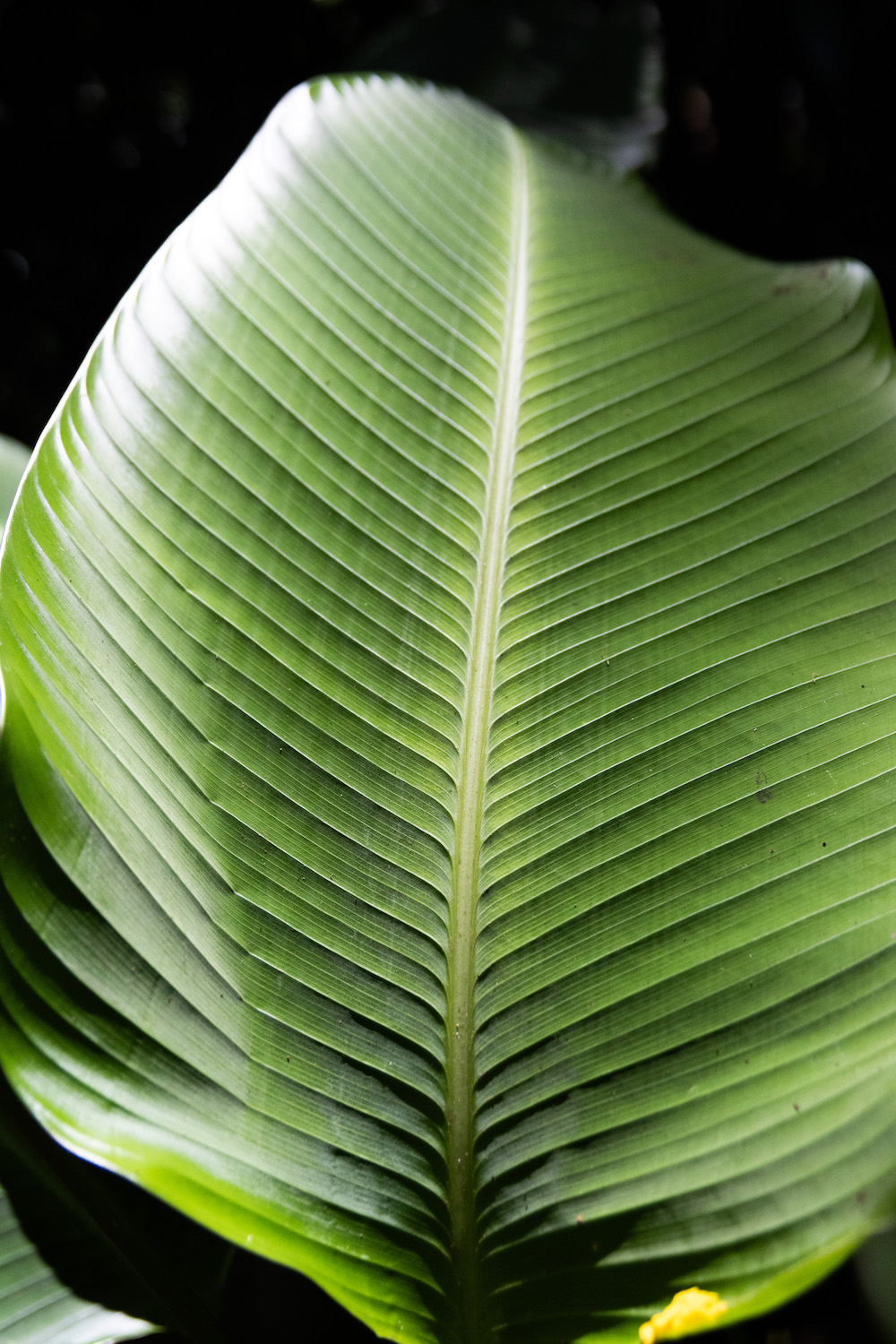 A palm leaf from the island of Kauai 
