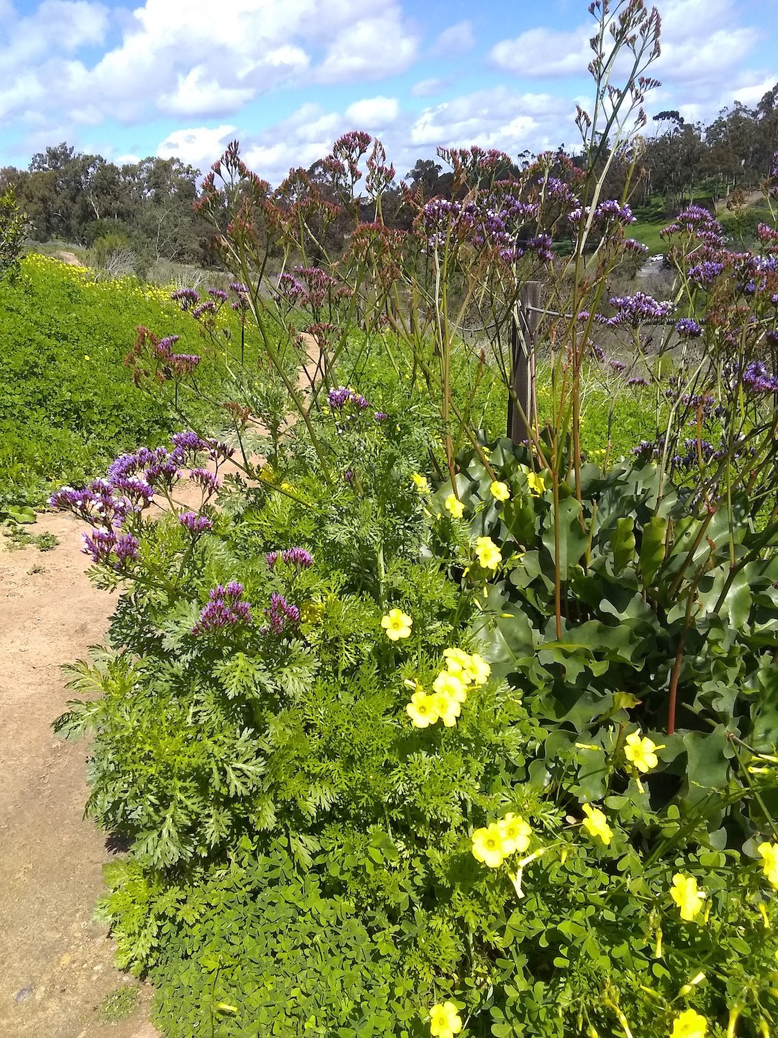 San Diego bike trail called Florida Canyon Trail featuring native flowers