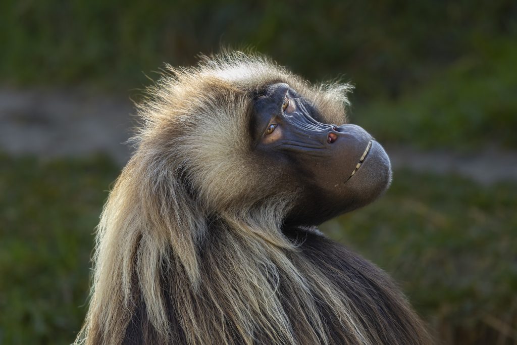 Lo mejor de las artes y la cultura de San Diego 2024 de la revista San Diego con un mono del zoológico de San Diego