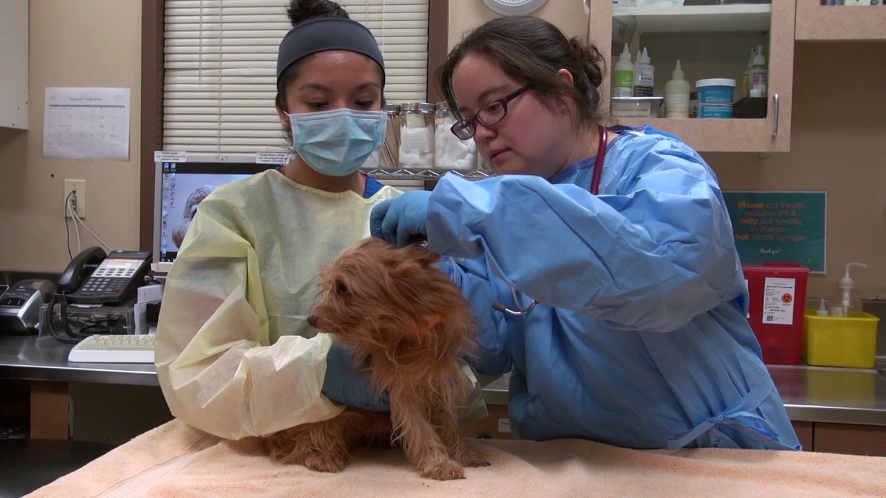 San Diego animal shelter vets at San Diego Humane Society examining a dog