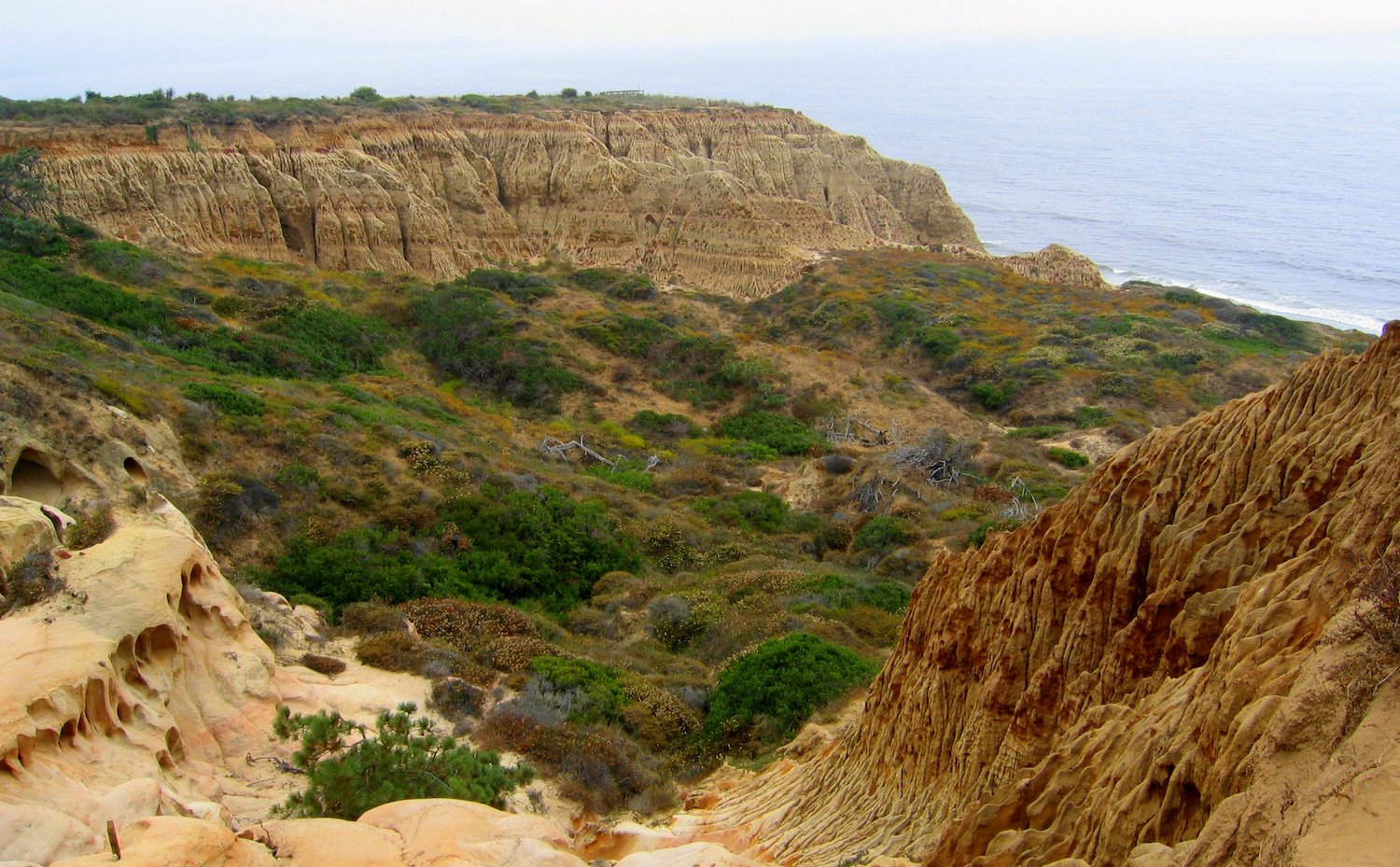 New California State Library Parks Pass allowing access to the state's parks and reserves featuring Torrey Pines State Natural Reserves in San Diego