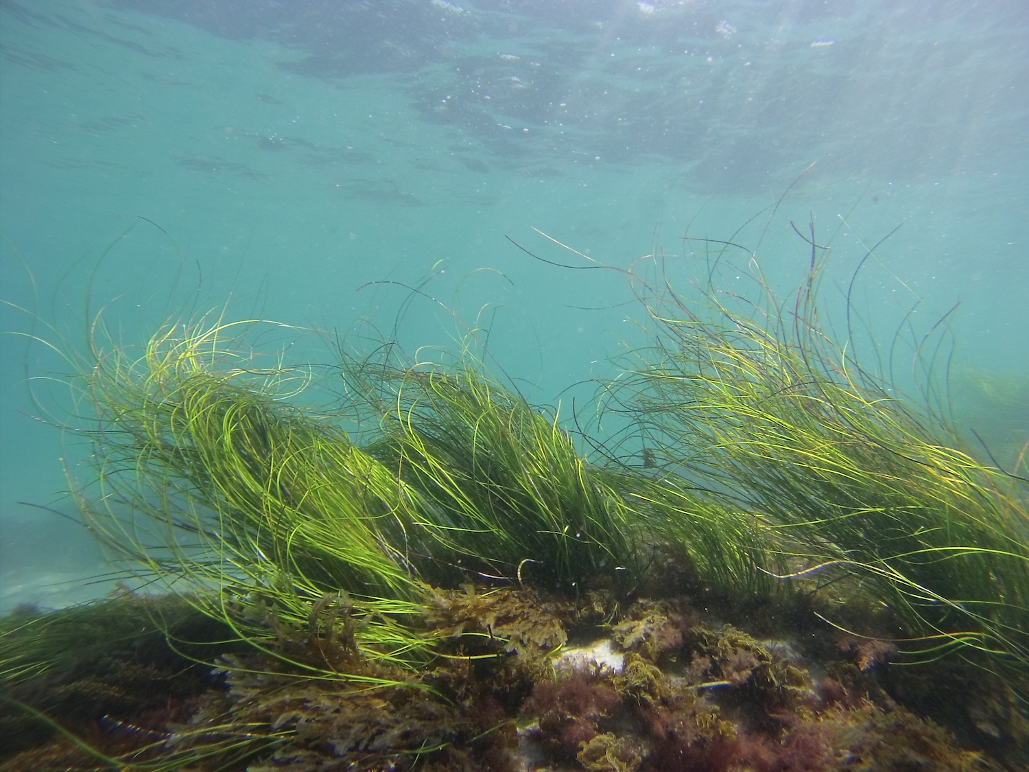 Snorkeling in La Jolla, San Diego featuring seagrass on reef