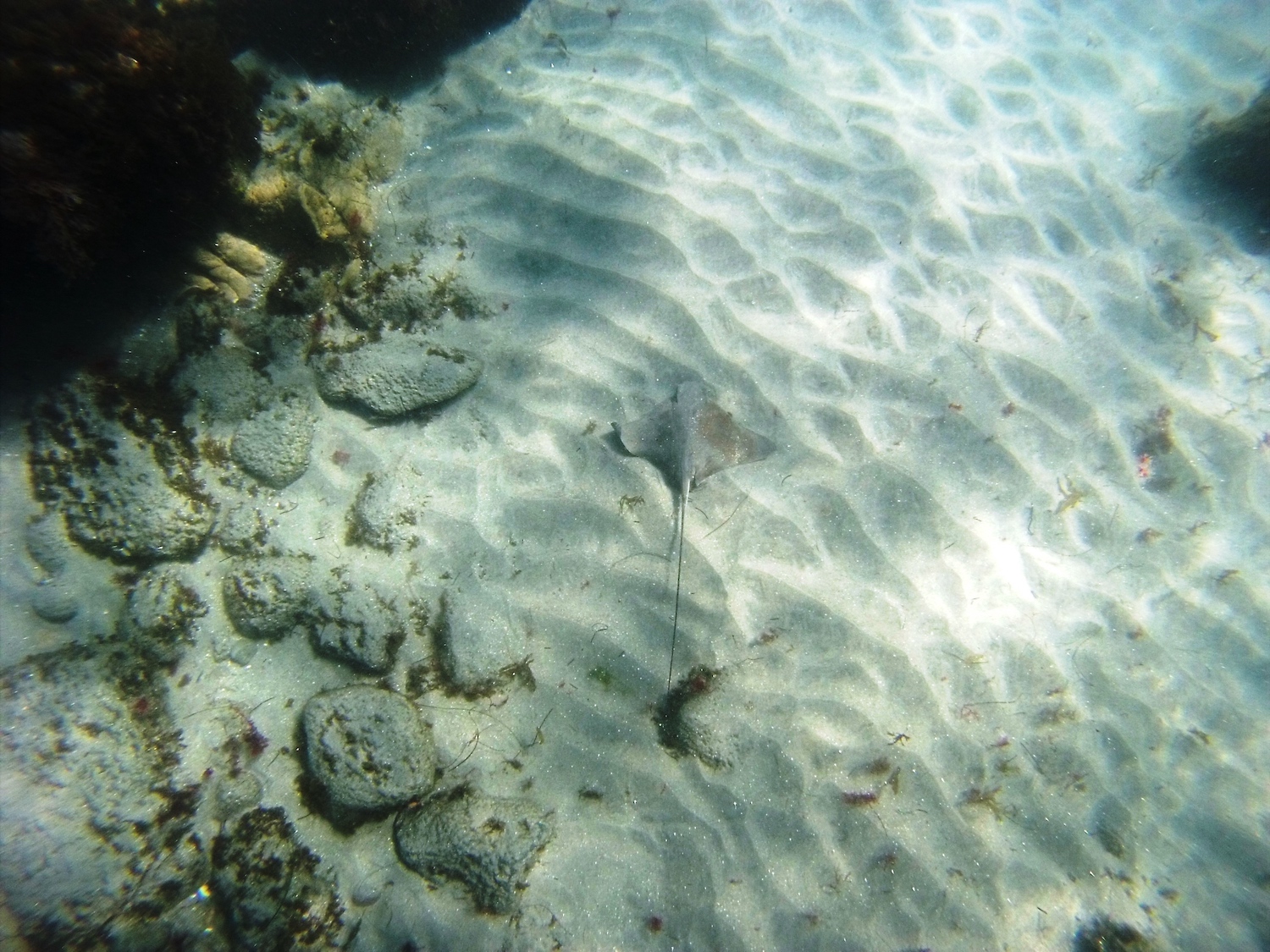 Snorkeling in La Jolla, San Diego featuring a stingray on the sea floor