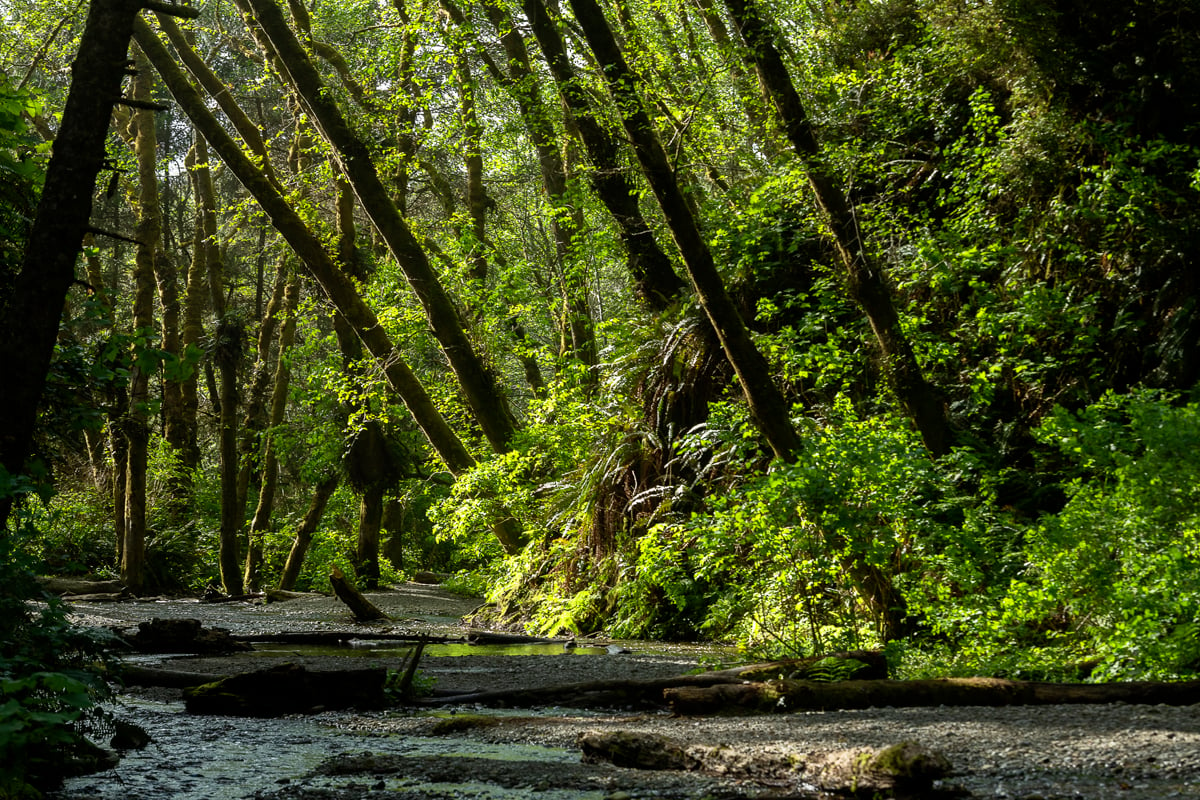 Fern Canyon. Courtesy Brian Baer & California State Parks