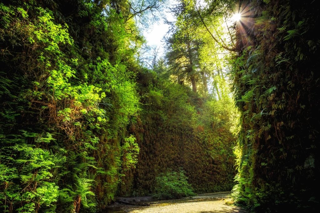 Fern Canyon is one of the most underrated places in California.