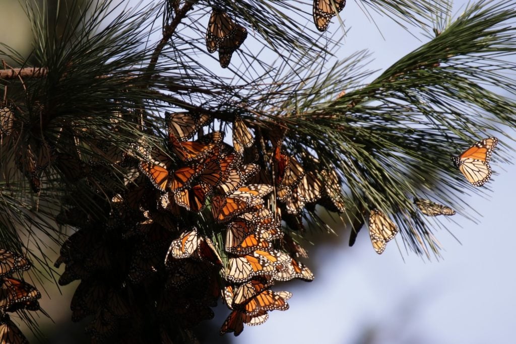 Monarch Grove Sanctuary is one of the most underrated places in California.