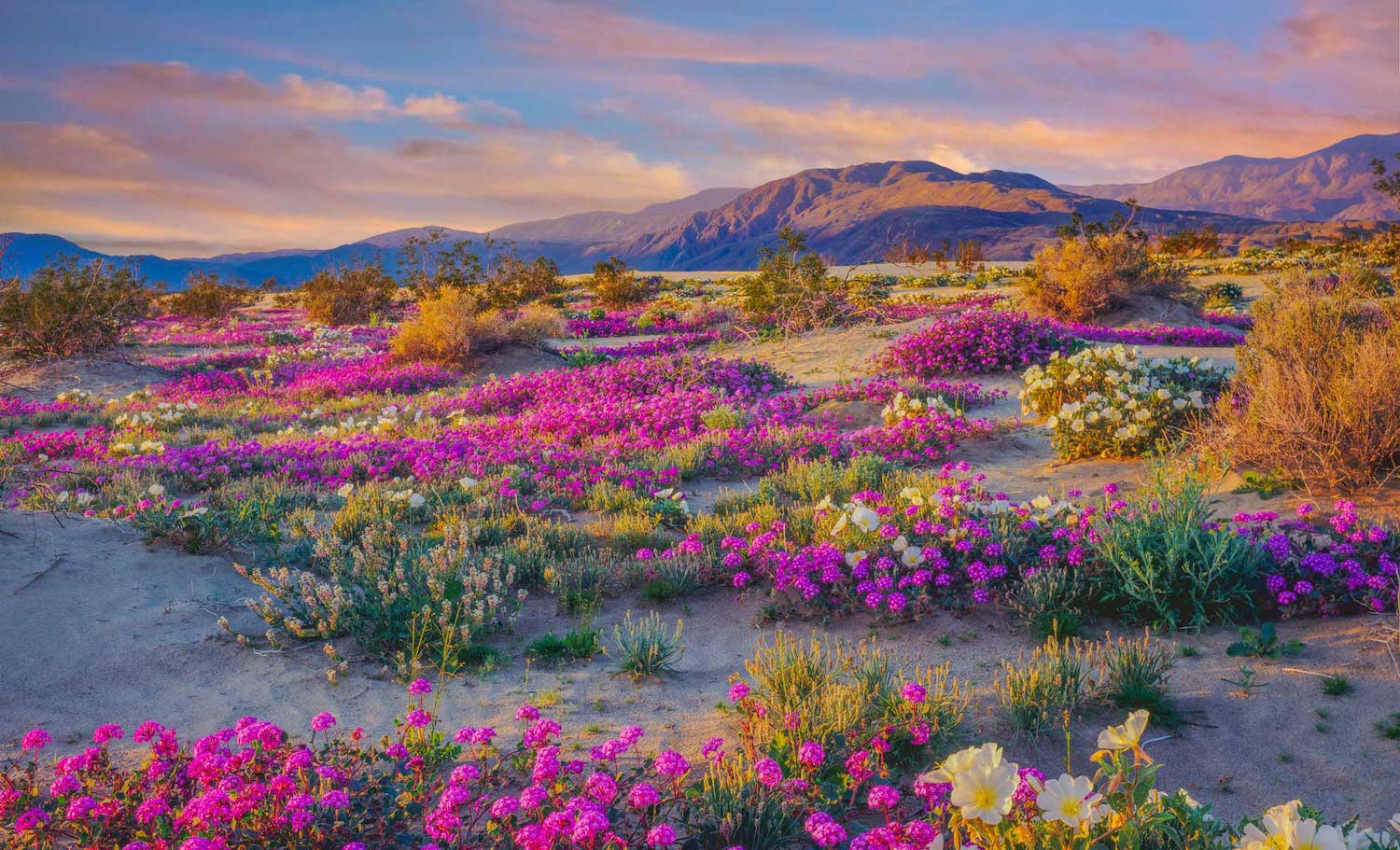 Free activities and things to do in San Diego featuring wildflower blooming in the Anza-Borrego Desert State Park