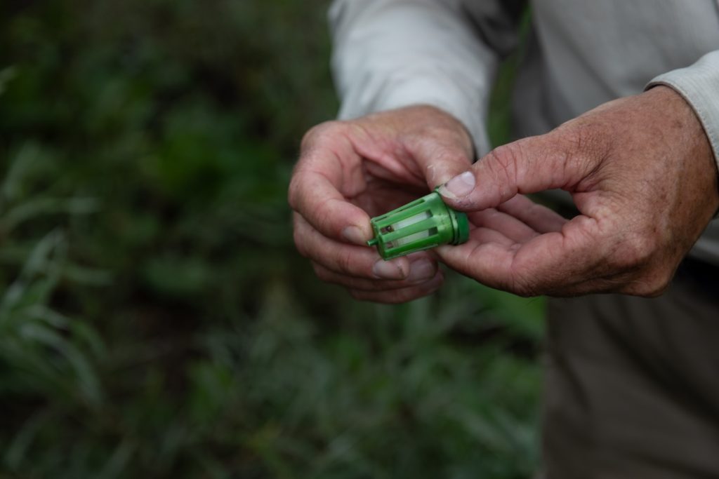 Weevil pheromone aggregate is used to lure weevils into poisonous traps, helping reverse the current 70 percent death rate in palms infested by the invasive insect. Photo credit: Ana Ramirez