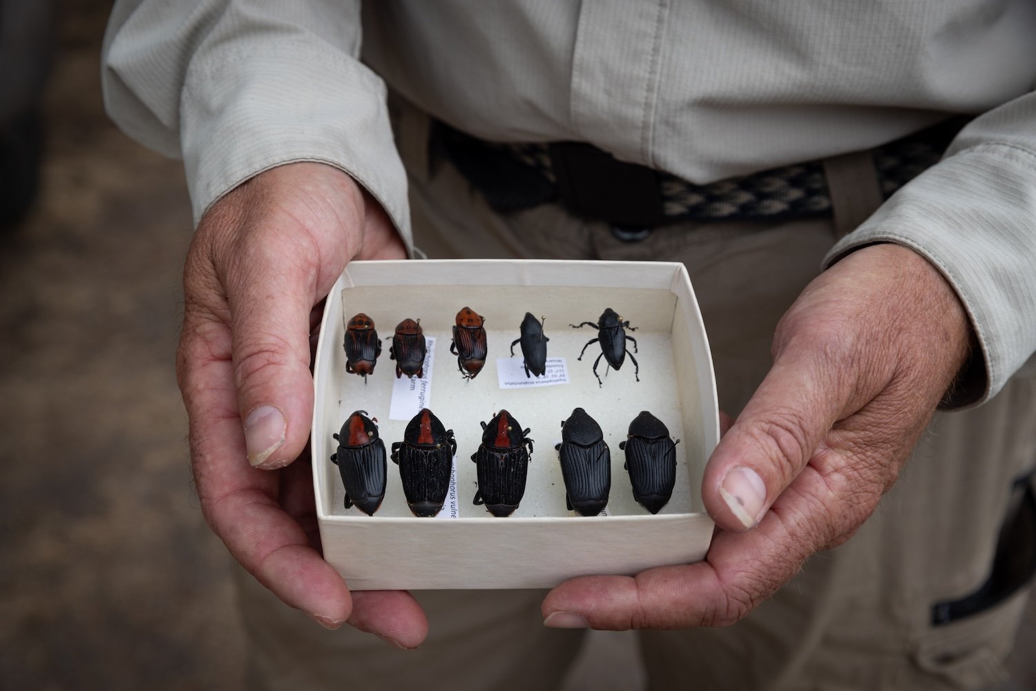 Entomologist Mark Hoddle shows 10 species of weevils, including the invasive South American palm weevil (bottom right). Photo credit: Ana Ramirez