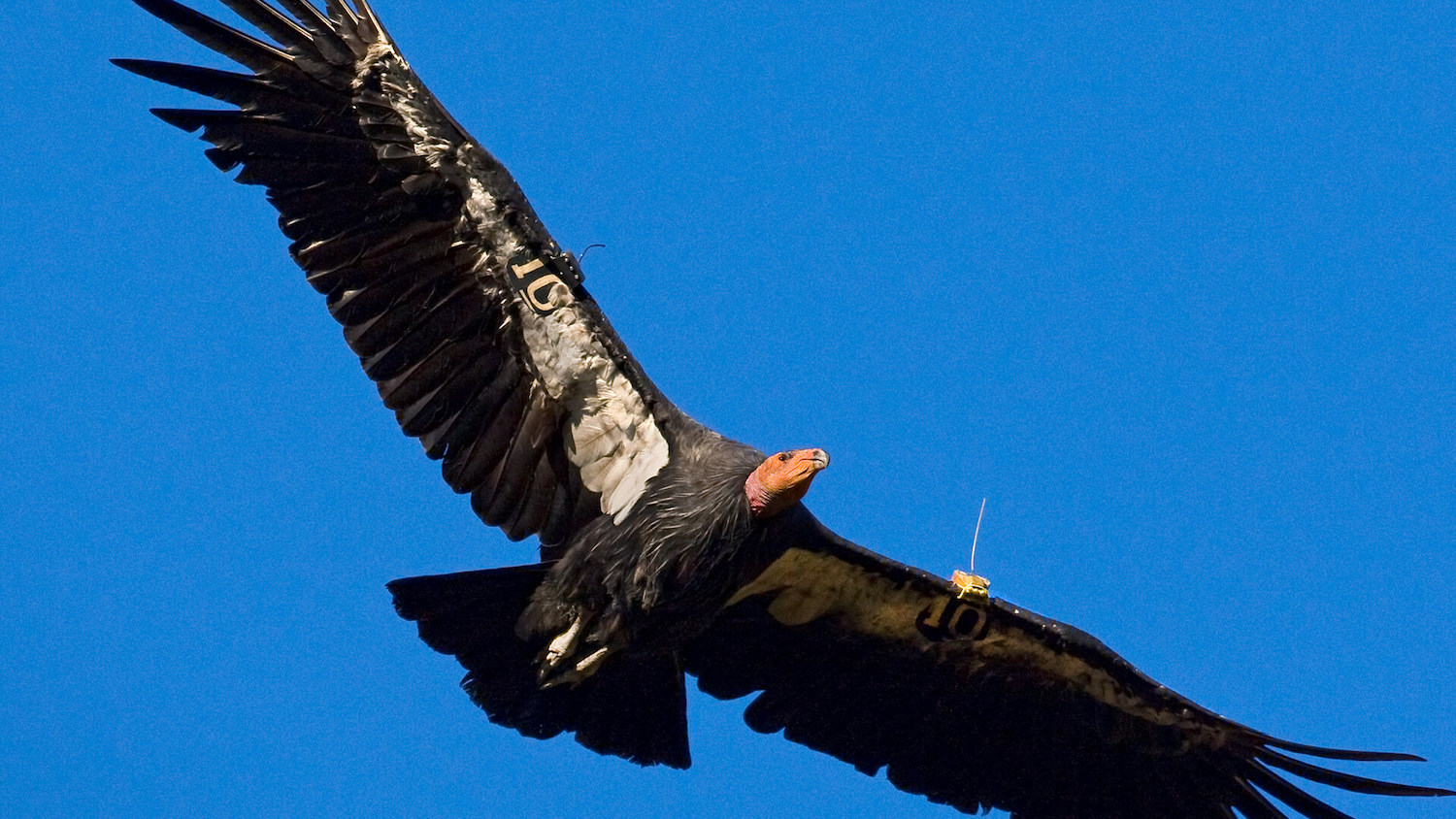 A condor flying that was nurtured by the California condor recovery program in which San Diego conservation Bill Toone was integral