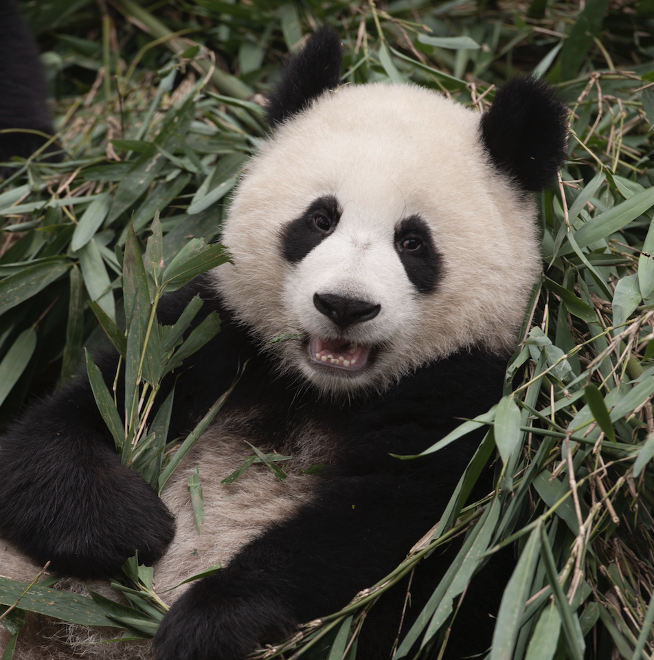 New Imax® Documentary Pandas Opens At Fleet Science Center - San Diego 