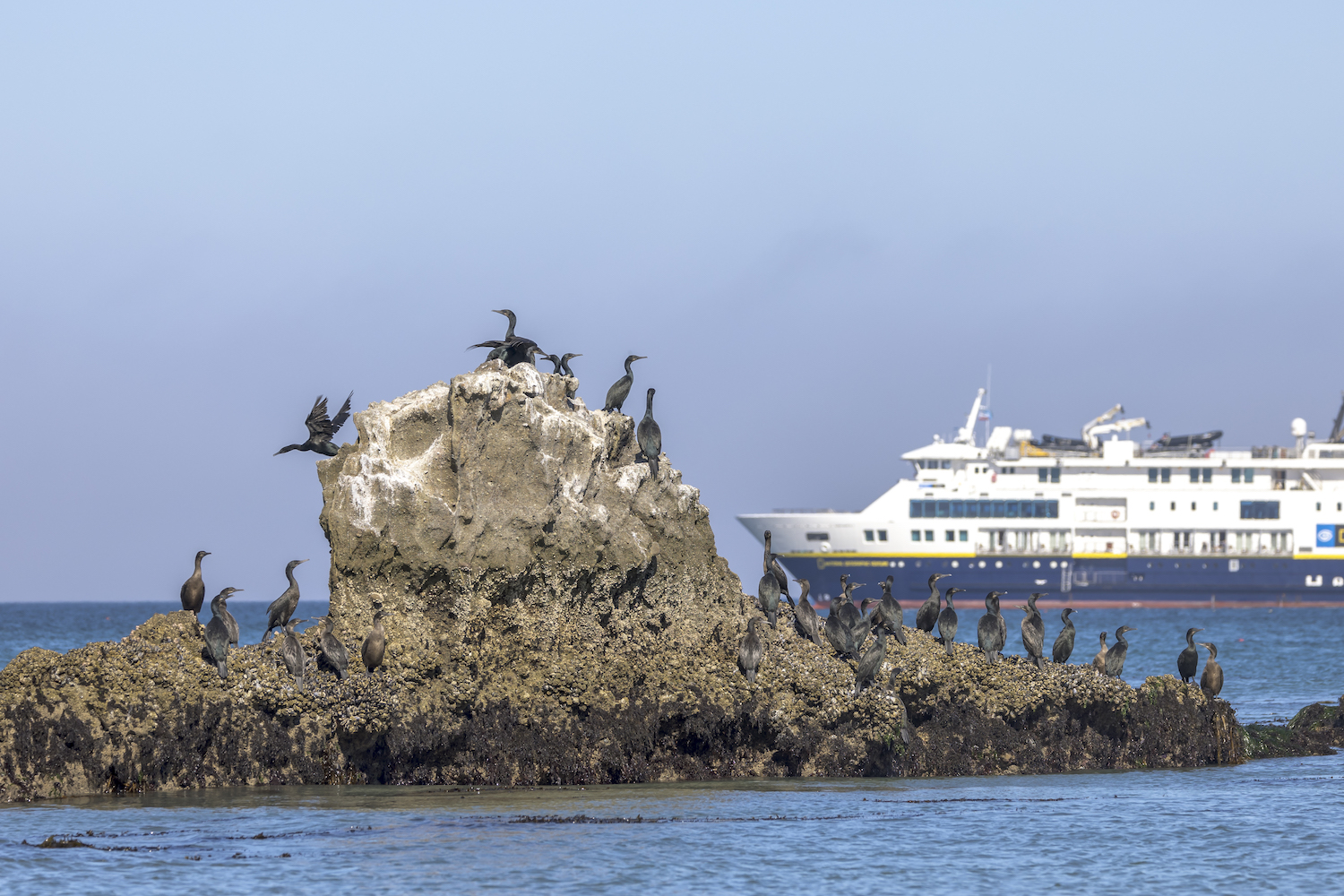 A flock of cormorant birds on Channel Islands National Park with the National Geograpic Quest cruise ship in the background