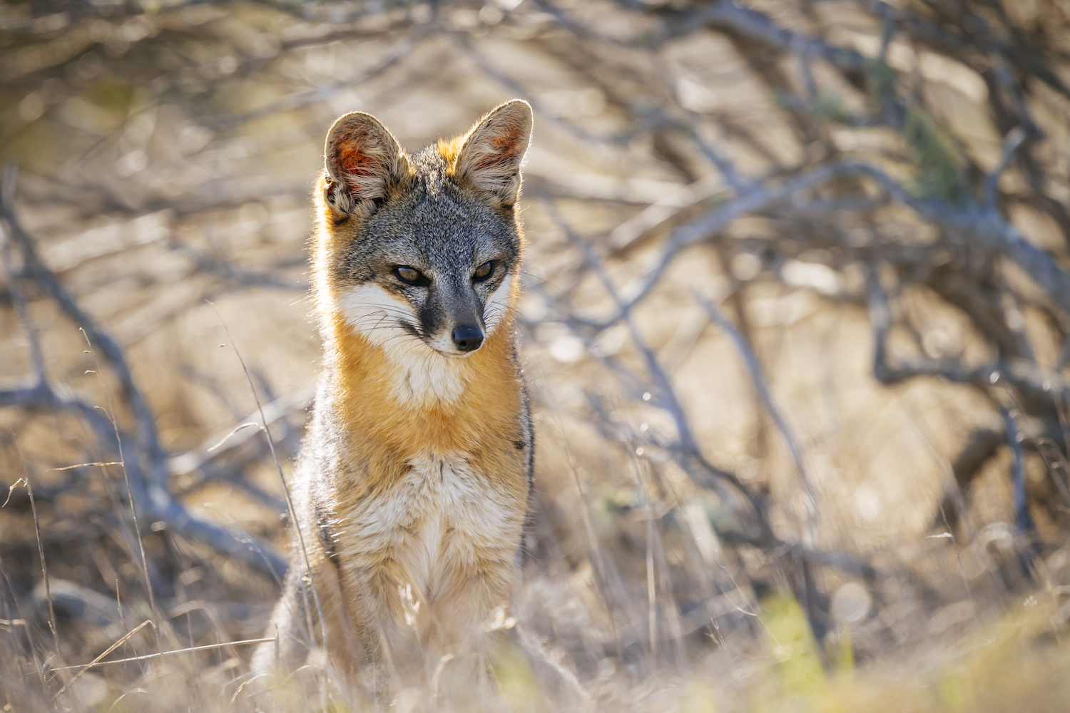 A Channel Islands Island Fox found on Santa Rosa Island