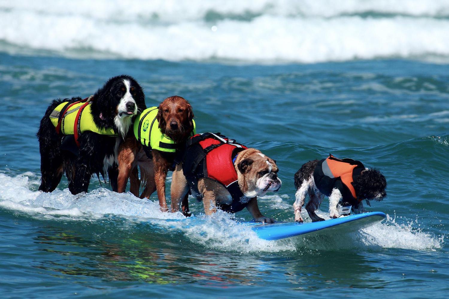 Things to do in San Diego this weekend September 5-8, 2024 featuring 19th Annual Surf Dog Surf-A-Thon at Del Mar Dog Beach