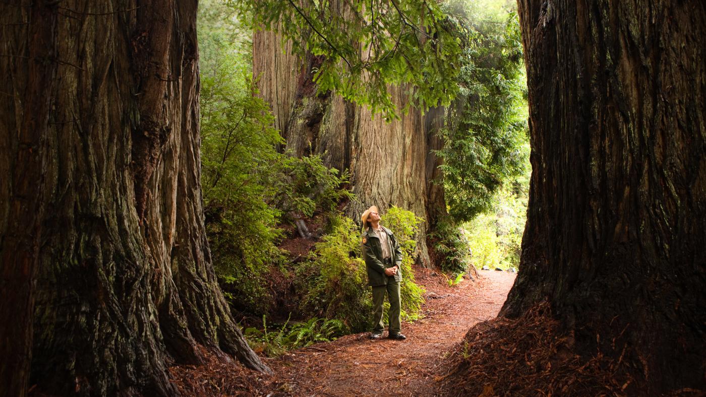 Guide to visiting California's national parks featuring a park ranger at Redwood National Park