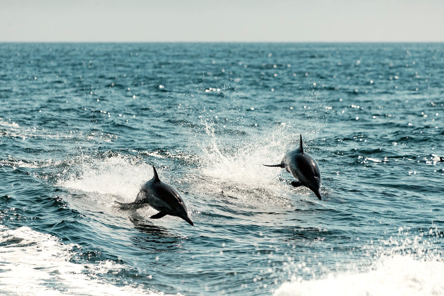 Dolphins spotted during a boat ride to Channel Islands and Catalina Island 
 via ferry