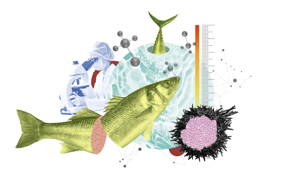 UCSD Studying The Links Between Global Warming & Pollutants in Fish