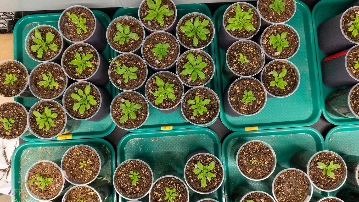 Salk Institute's Harnessing Plants featuring genetically modified plants to reduce carbon dioxide and reduce effects of climate change