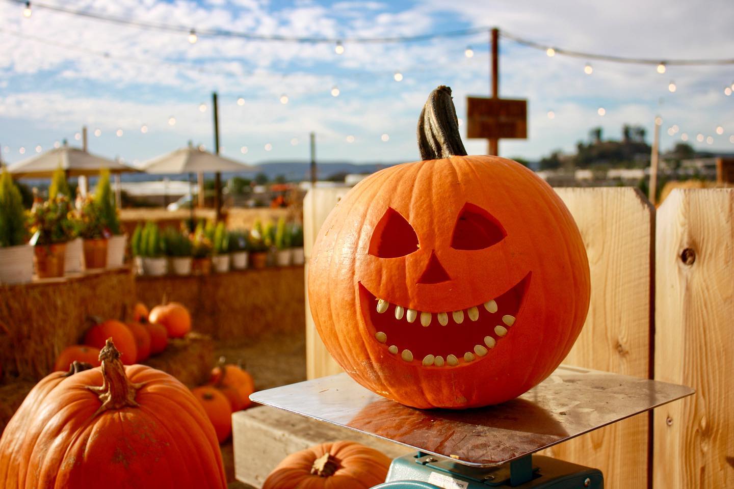 San Diego pumpkin patch featuring Family Christmas Tree Farm in El Cajon featuring a jack-o-lantern