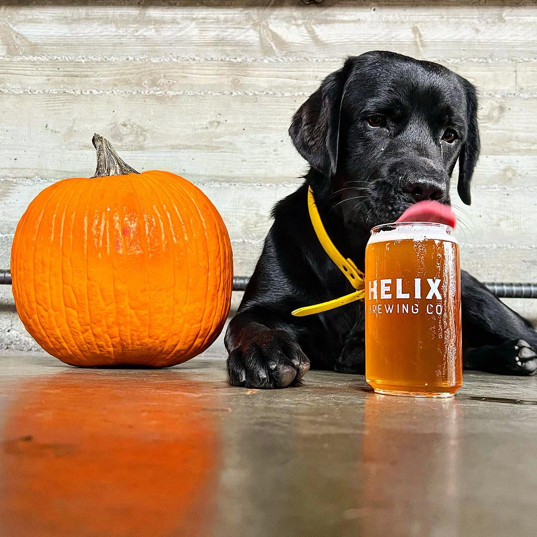 Best fall beers in San Diego featuring 