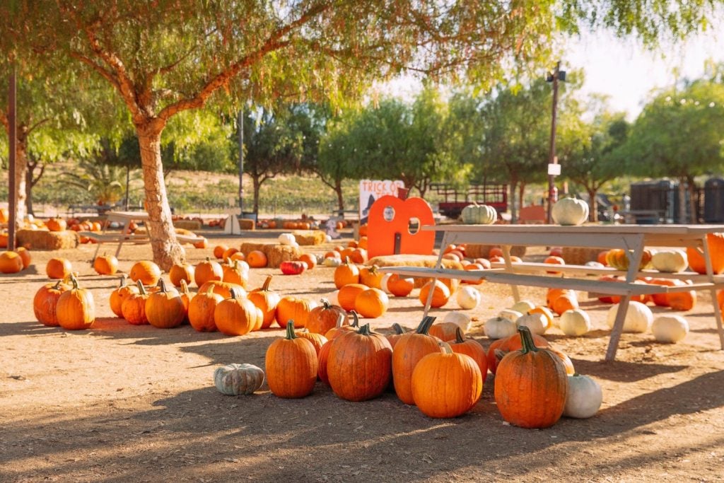 The Best Pumpkin Patches and Orchards for Apple-Picking in San Diego