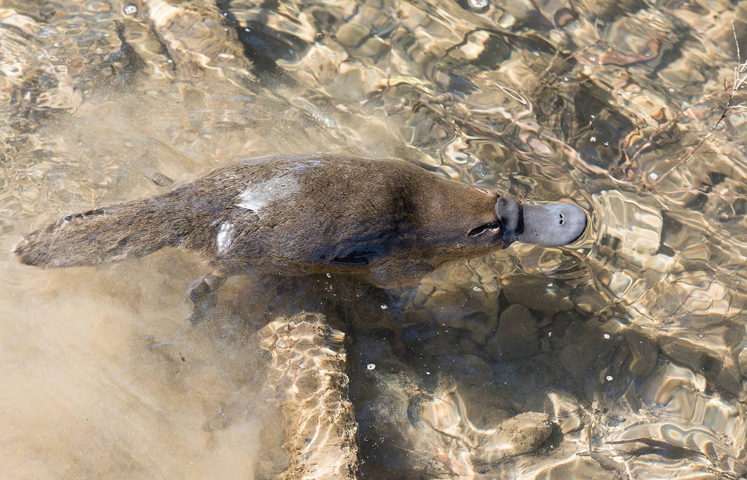 San Diego Zoo's platypus exhibit, the only one in the world outside of Australia, featuring a platypus swimming