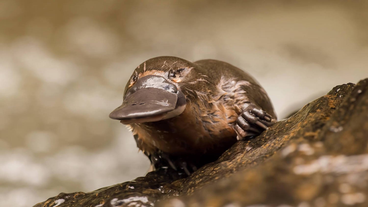 San Diego Zoo's platypus exhibit, the only one in the world outside of Australia