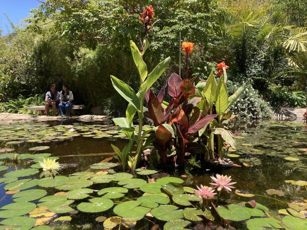 San Diego Botanic Garden koi pond in Encinitas