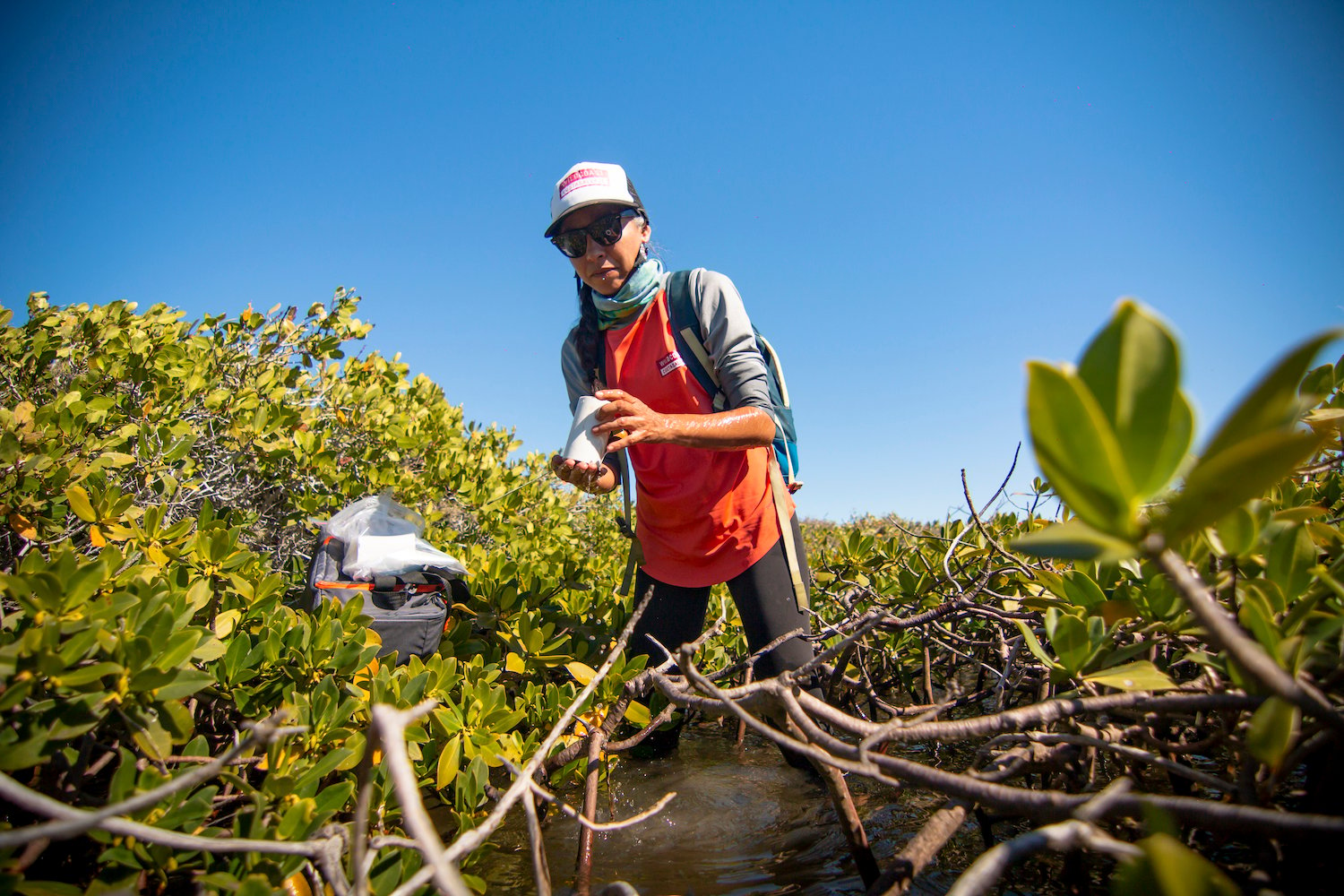 Wildcoast staff member monitors mangrove health in San Ignacio Lagoon, Mexico