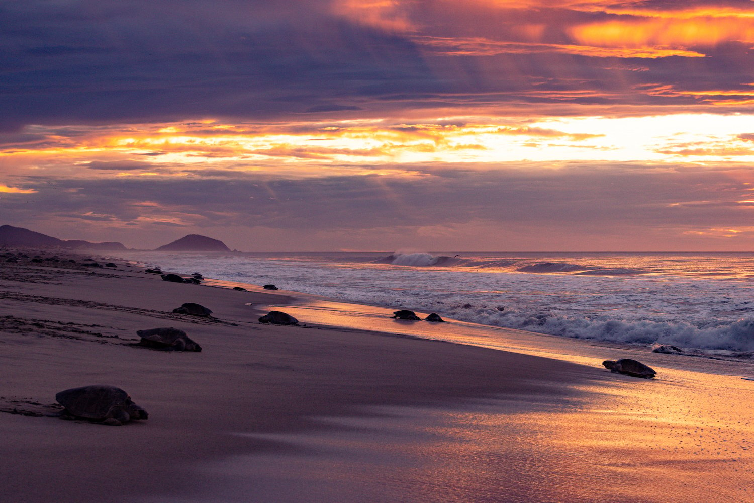 Olive ridley sea turtles at Morro Ayuta Sea Turtle Sanctuary in Oaxaca supported by Wildcoast