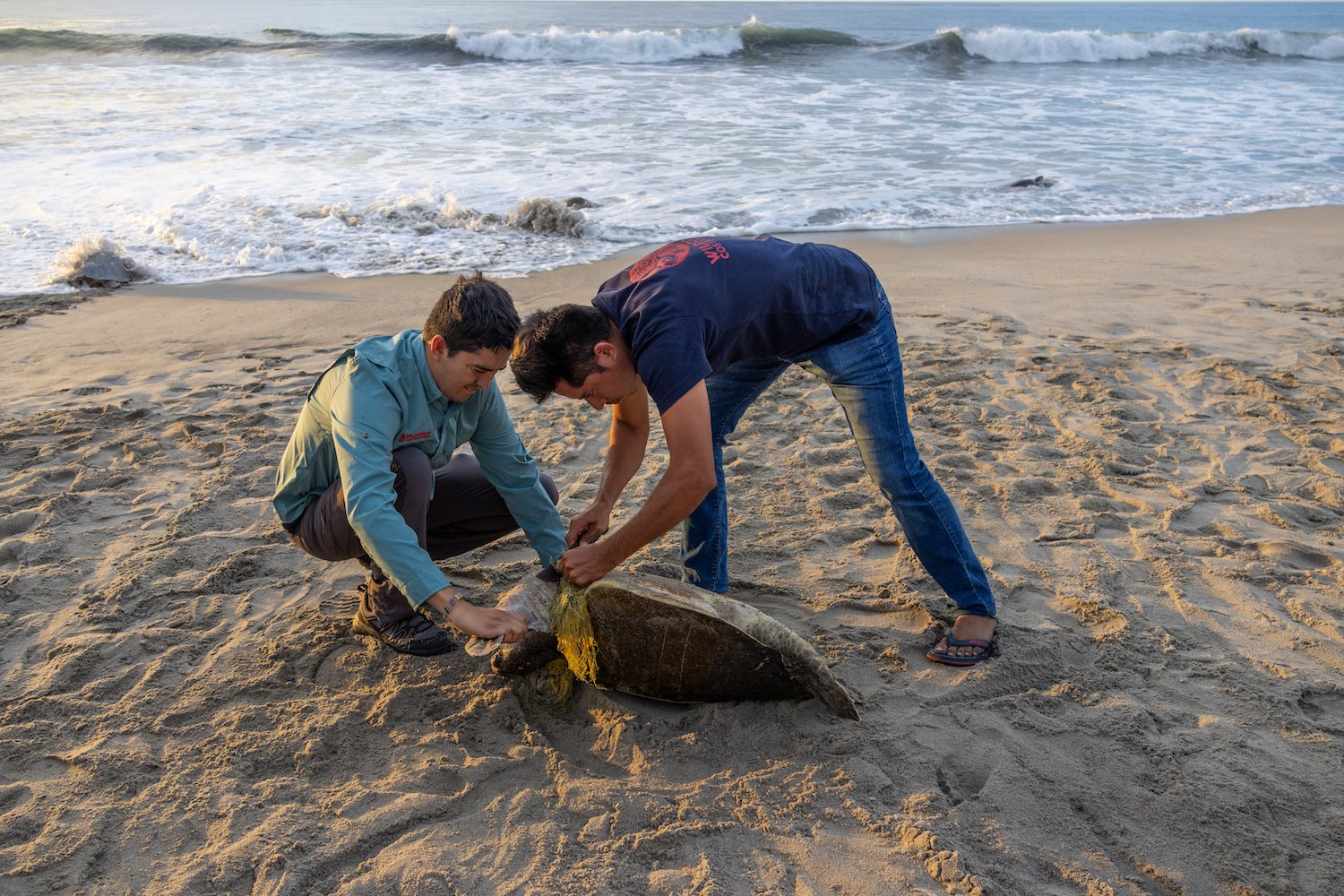 Wildcoast staff members saving sea turtle tangled in a fishing net in Oaxaca, Mexico