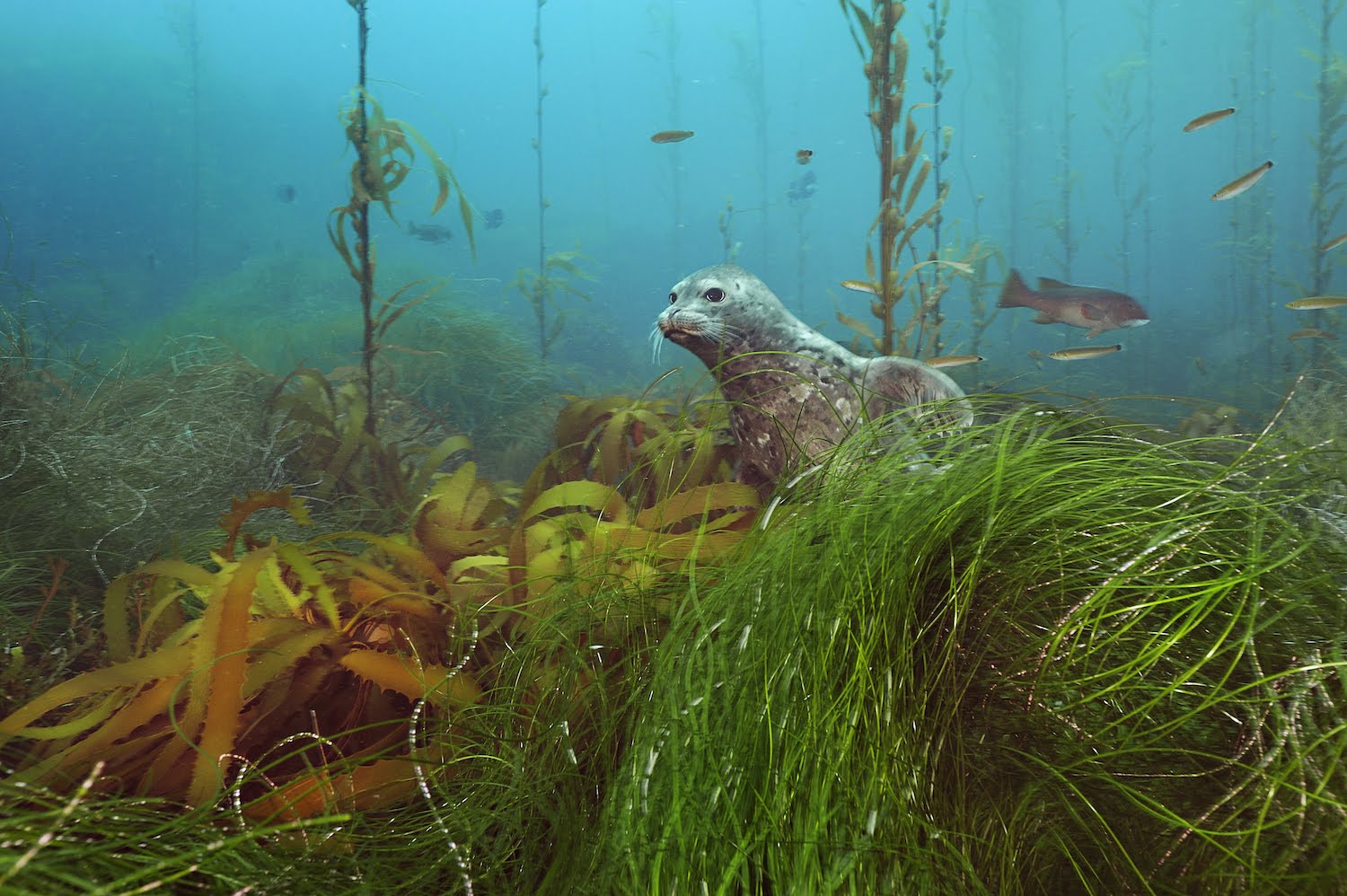 A seal lion in one of Wildcoast's Marine Protected Areas