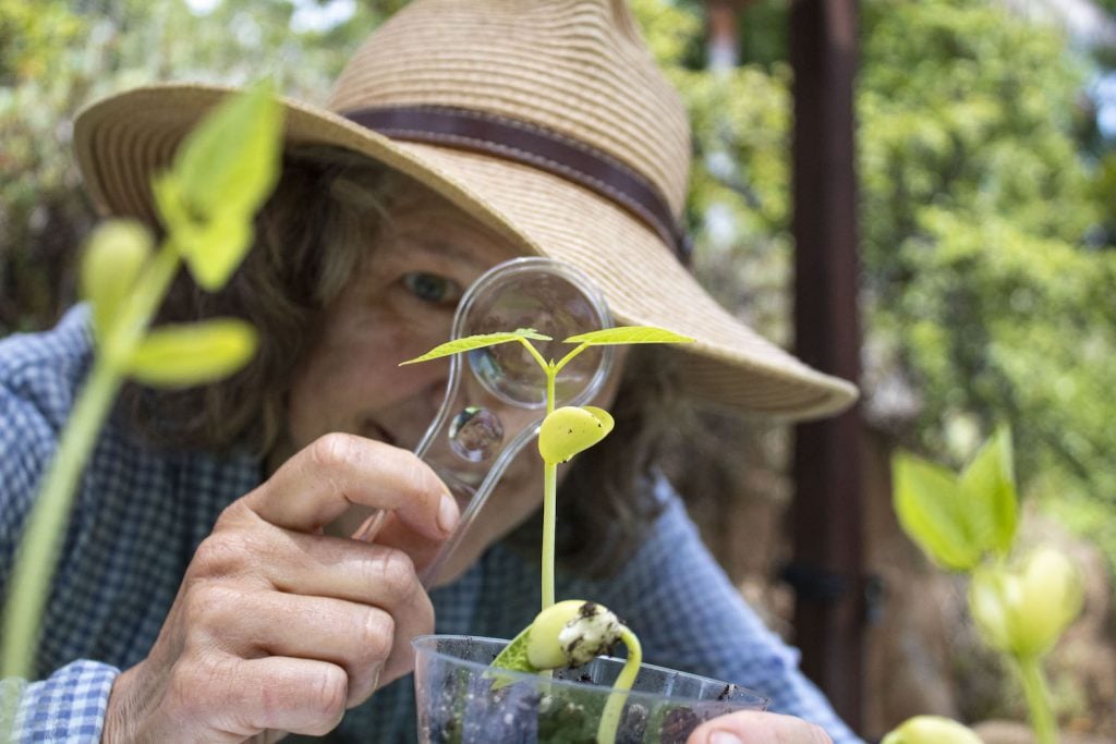 San Diego Botanic Garden in Encinitas featuring a conservationist studying a plant