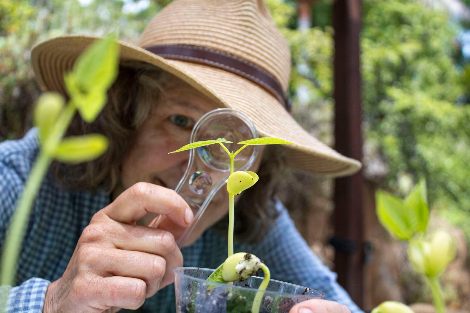 San Diego Botanic Garden in Encinitas featuring a conservationist studying a plant