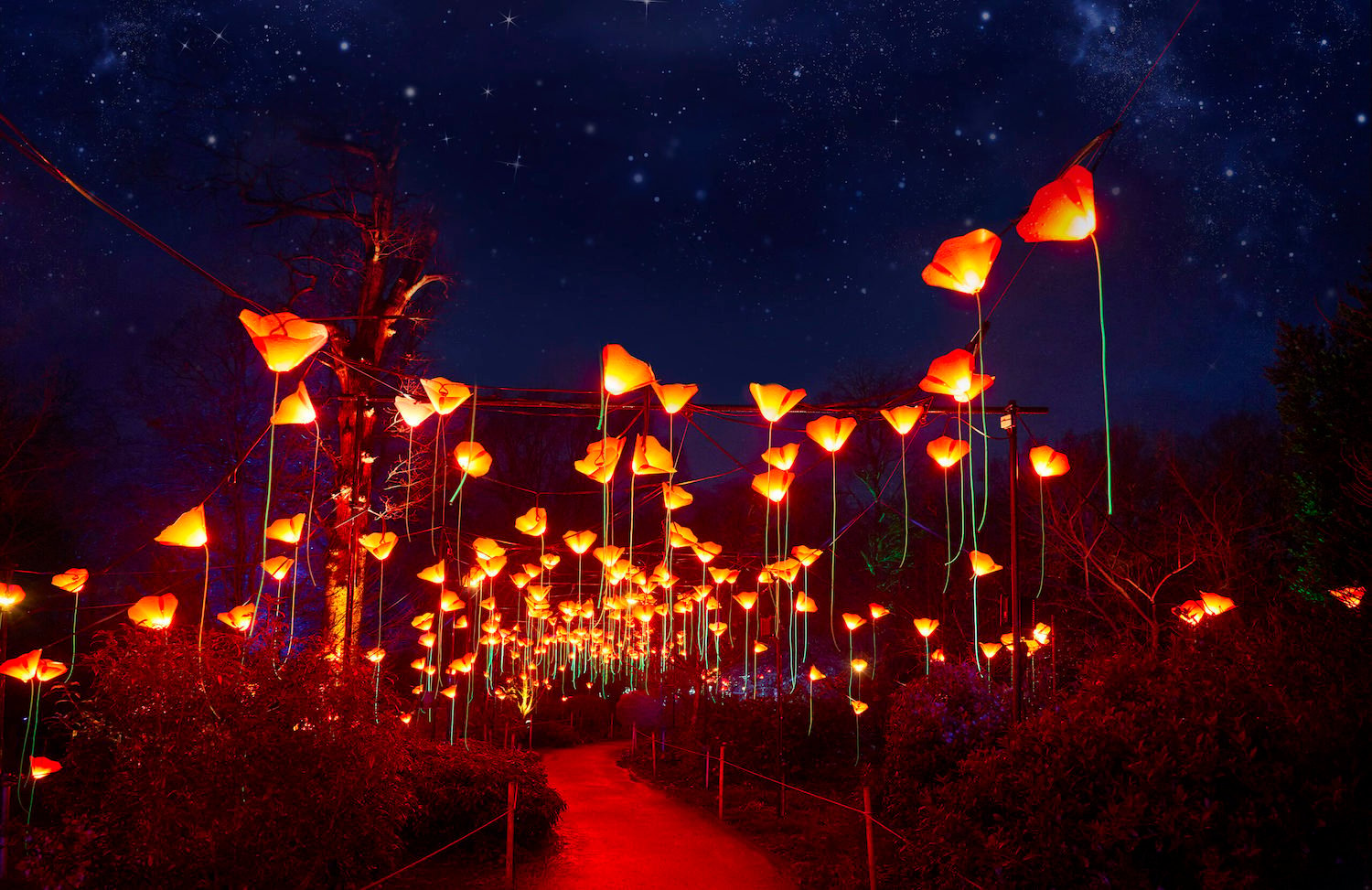 Holiday date ideas in San Diego featuring Lightscape San Diego Botanic Garden