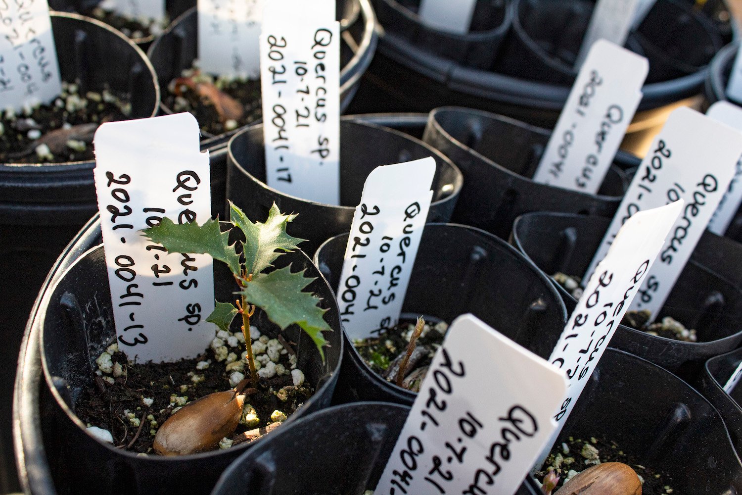 San Diego Botanic Garden featuring medical plants conversation project