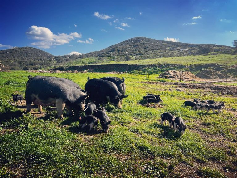 Behind San Diego's Food Scene: Where SD’s Top Chefs Get Meat