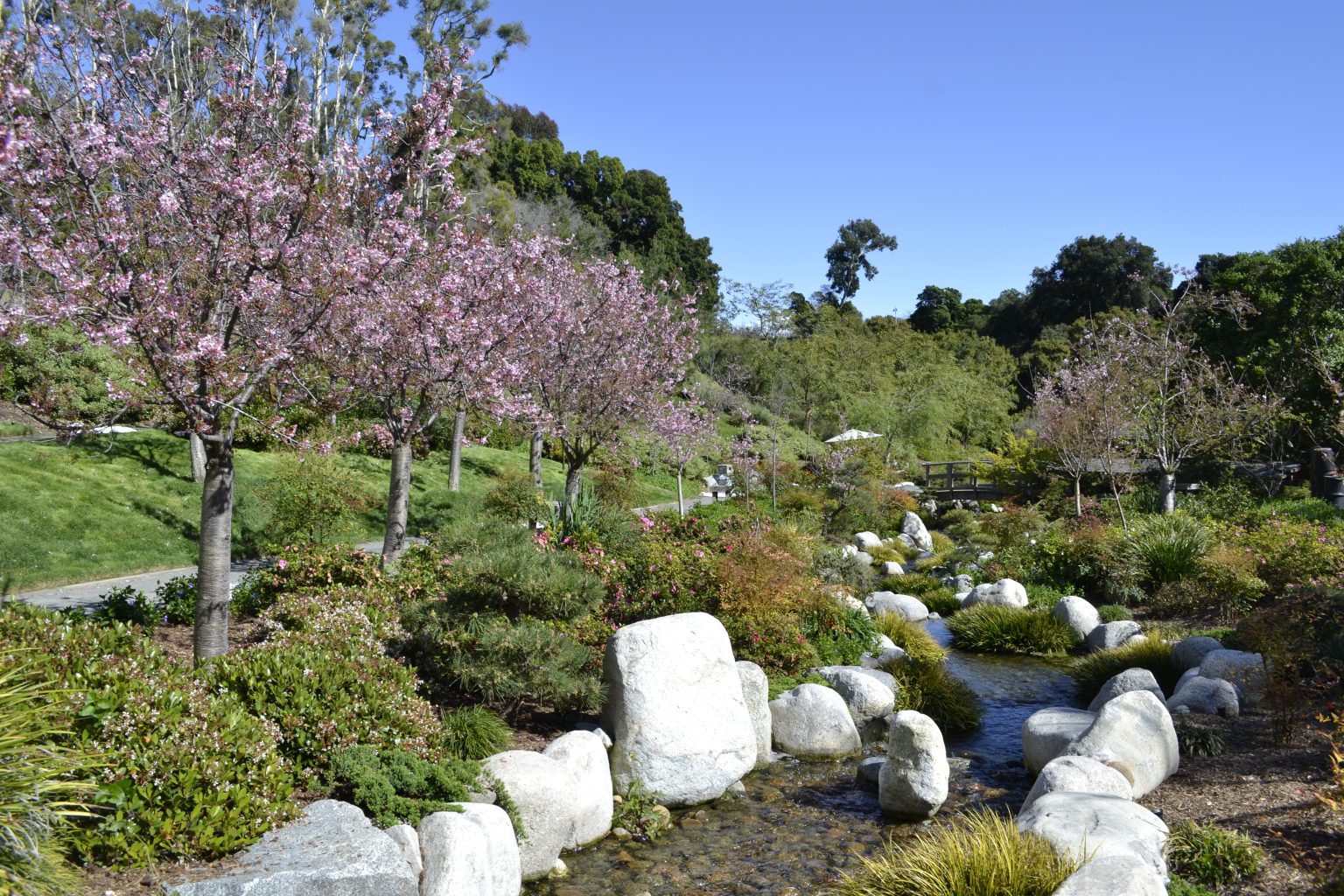 Cherry Blossom Festival at the Japnaese Friendship Garden & Museum