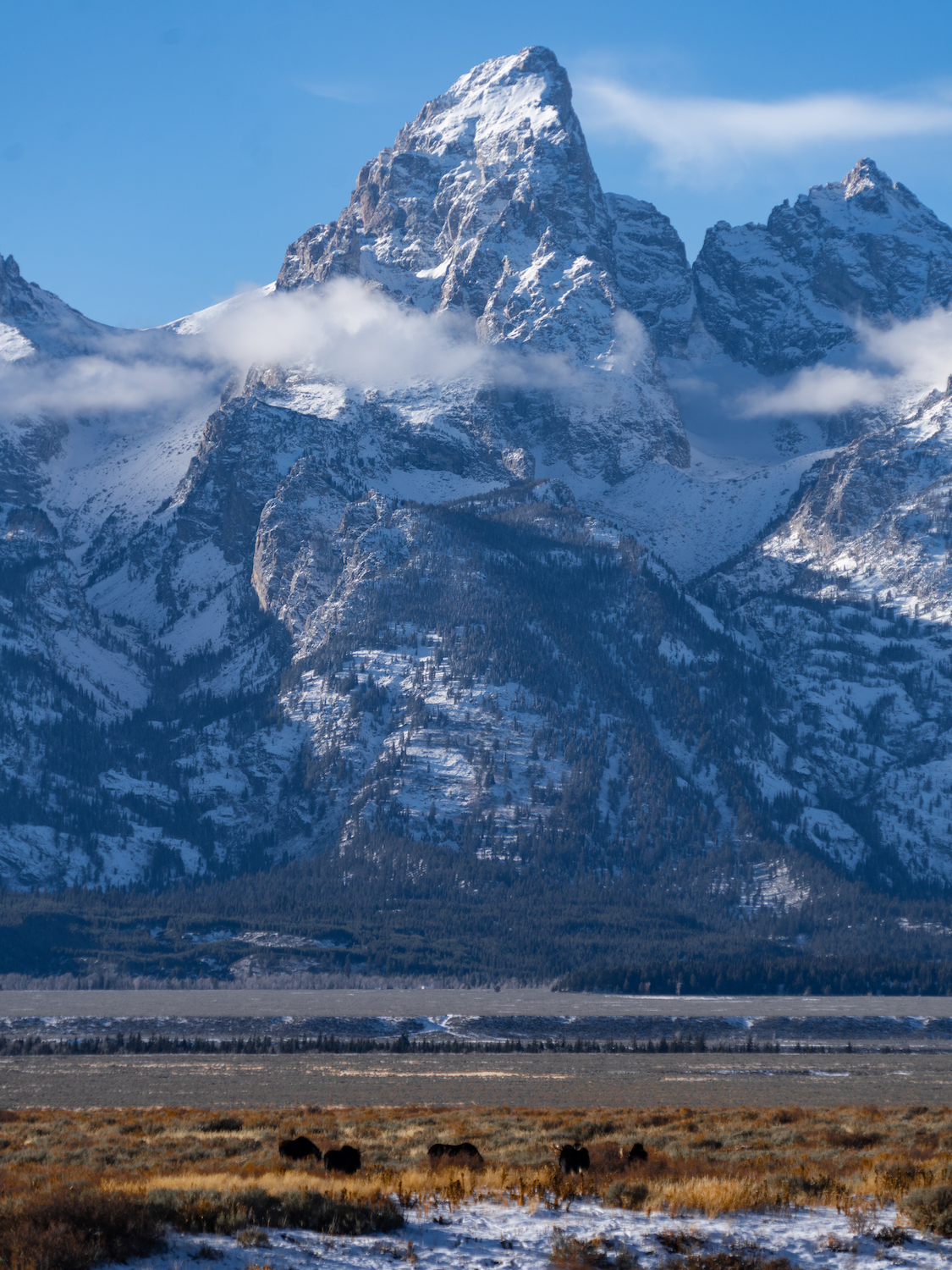 Mountains and bison in Yellowstone National Park