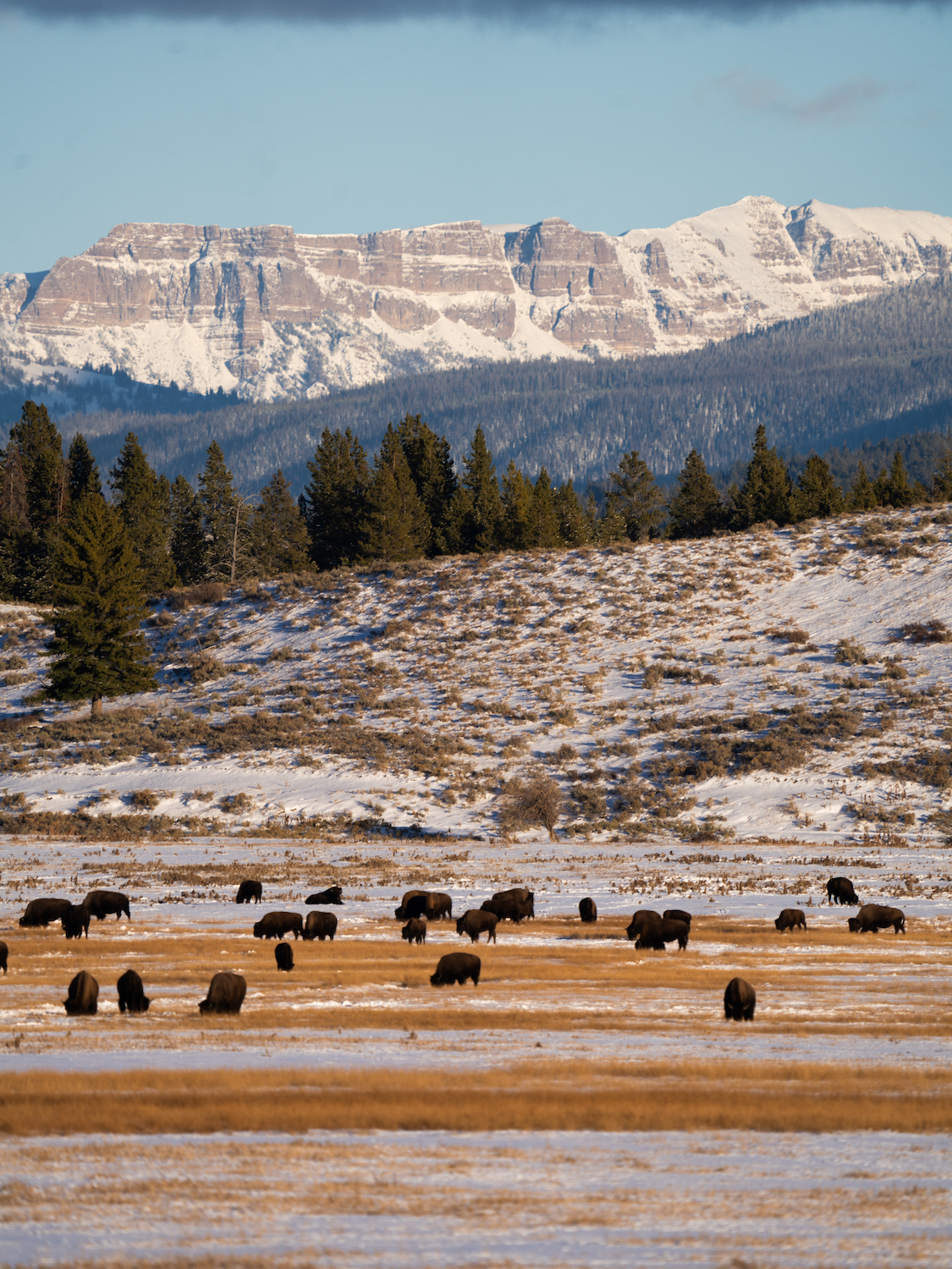 Yellowstone National Park near Jackson Hole where the most important bison herd in the nation is located