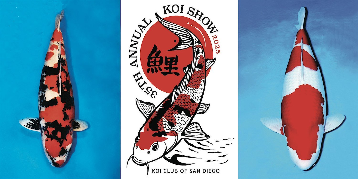 Things to do in San Diego this weekend January 22-26, 2025 featuring The Koi Club of San Diego's 35th Annual Koi Show at Del Mar Fairgrounds