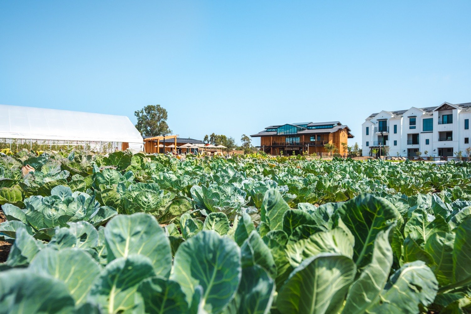 Fox Point Farms in Encinitas where Chef Drew Deckman will host a farm-to-table dinner on January 13, 2025