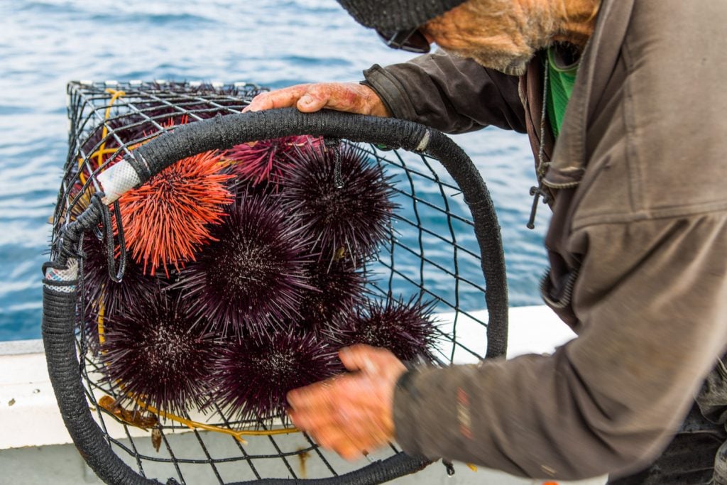 The 83-Year-Old Diver Who Revolutionized SD's Seafood Scene