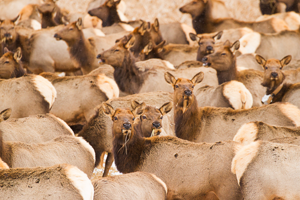 Elk migrating during the winter in Jackson Hole, Wyoming