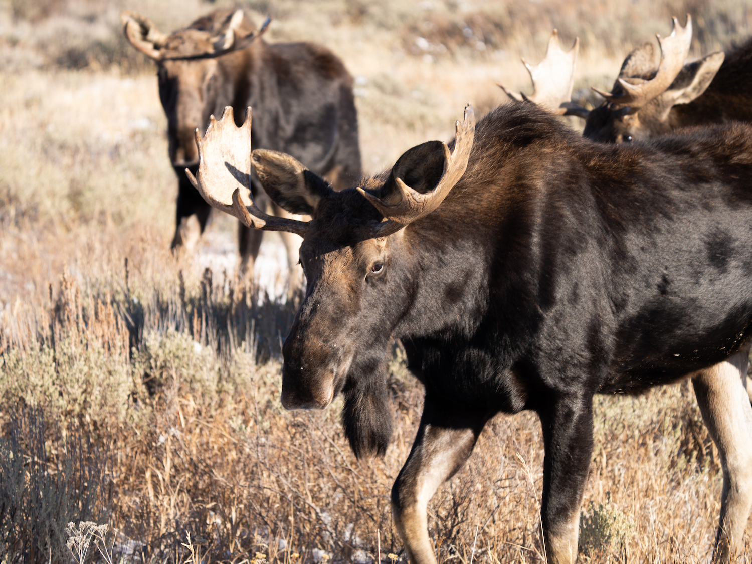 Moose spotted in Jackson Hole, Wyoming during the winter