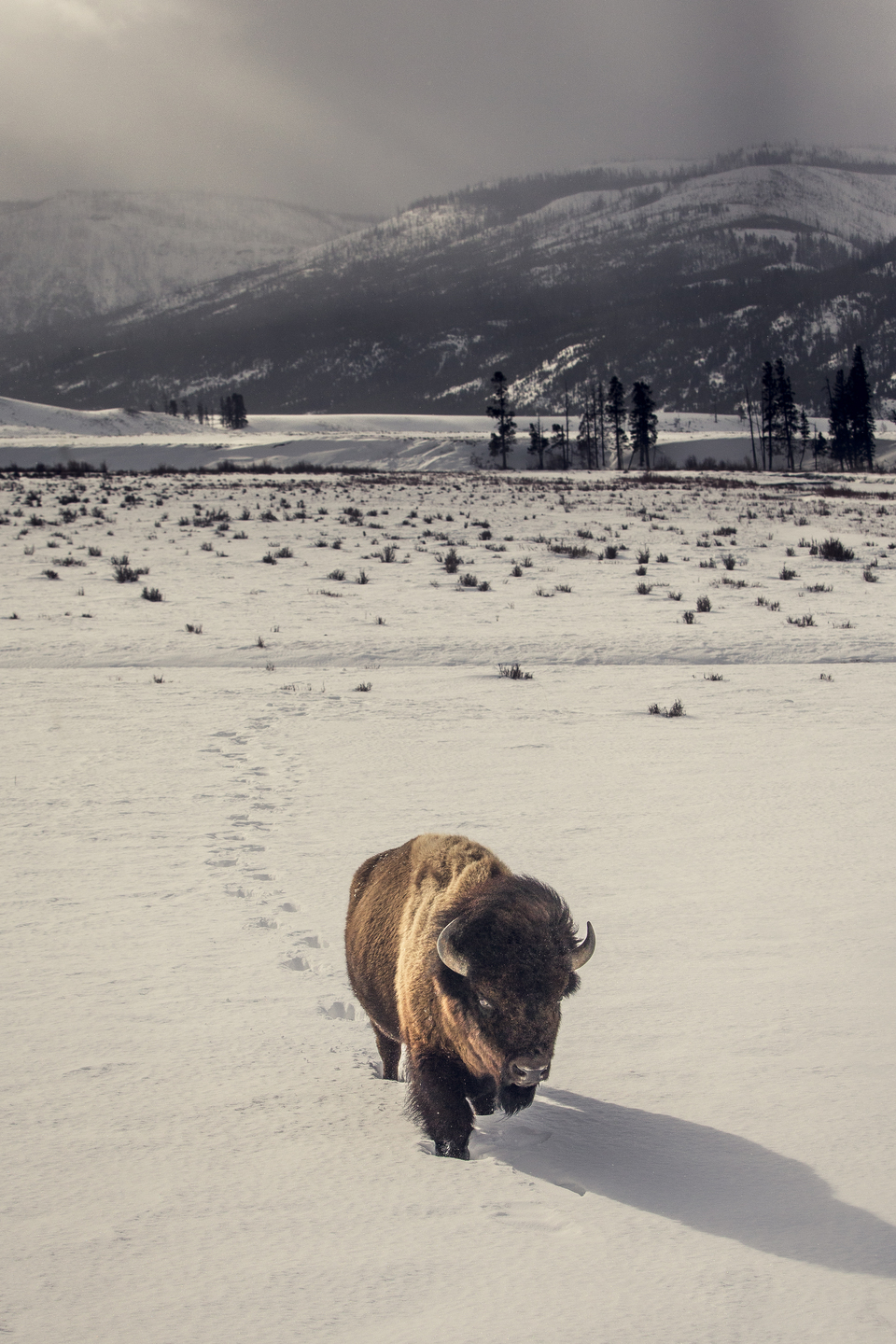 Bison walking through the snow in Yellowstone National Park